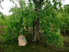 黃驊聚館冬棗 品味千年古樹的甜蜜傳奇